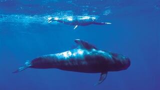 Ballenas gigantes tienen nervios como cables elásticos para capturar presas 