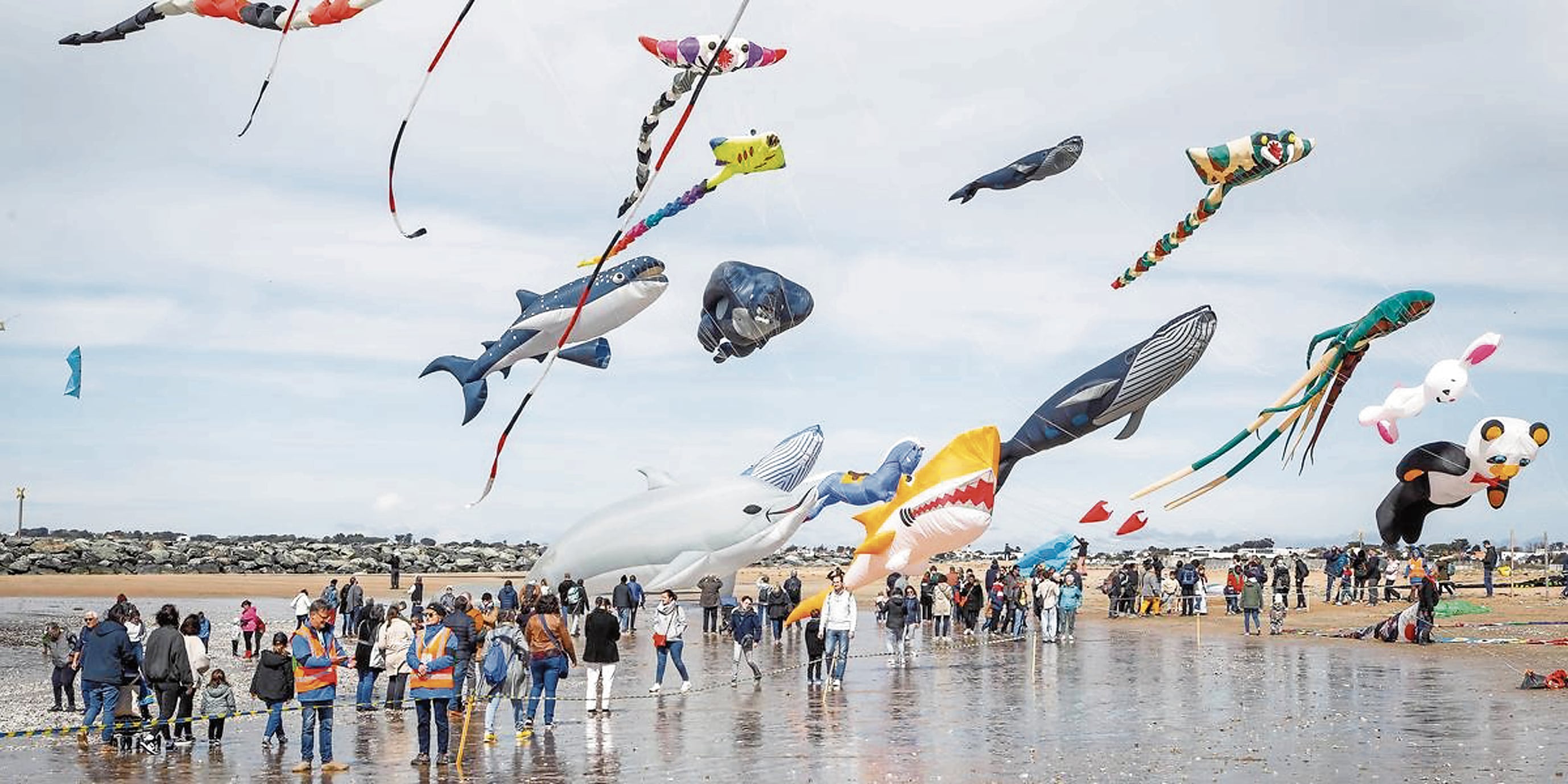 Las cometas se muestran en todo su esplendor.