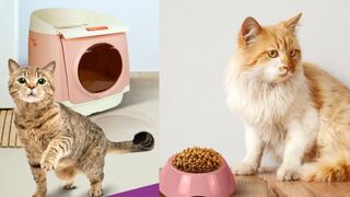 Gatos: accesorios indispensables para cuidarlo y engreírlo