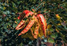 La columna de Pérez Albela: Propiedades de la planta Tara