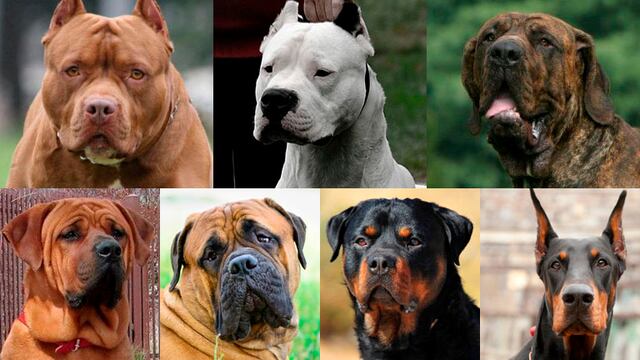Eliminan de ley a razas de “perros potencialmente peligrosos”, con lo que todos son iguales | VIDEO