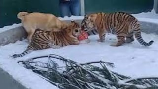 Dos tigres, un león y un perro son los mejores amigos y juegan partidito de fútbol | VIDEO