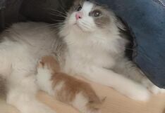 Clonación de mascotas será más barata para quienes quieren de “vuelta” a sus engreídos