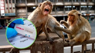 Monos se roban muestras de sangre de pacientes infectados con coronavirus | VIDEO