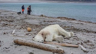 Invaden territorio de oso polar, pero animal lo defiende y termina asesinado