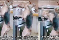 Joven se da cuenta que su perrito estaba robando una presa de la olla en su cocina