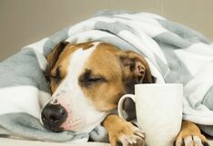 Recomendaciones: proteja del frío a su mascota