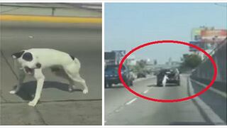 Perrito cae de la maletera de un auto en la Vía Expresa, pero es rescatado (VIDEO)