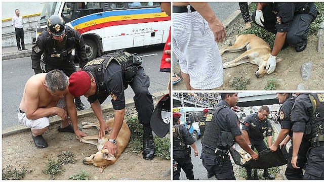 Mascotas: perrito que seguía a su dueña es atropellado por PNP en el Cercado de Lima