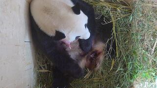 Nace un oso panda gigante en el zoológico más antiguo del mundo