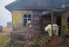 Osos polares invaden casas para quedarse a vivir dentro de ellas