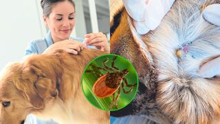 Erliquiosis canina: Síntomas y prevención de “la enfermedad de la garrapata”