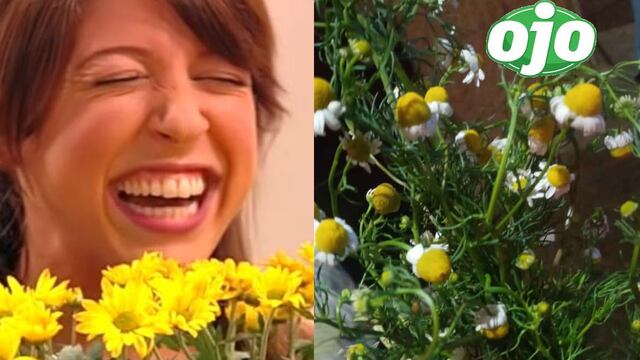 Memes por las flores amarillas ‘saturan’ redes sociales: mira los más graciosos | FOTOS