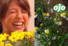 Memes por las flores amarillas ‘saturan’ redes sociales: mira los más graciosos | FOTOS