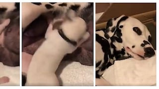 ​Perro recién nacido se vuelve loco a la hora de comer (VIDEO)