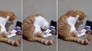 Gato sorprende con su reacción al ver imágenes de su dueña muerta (VIDEO)