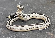Serpiente de dos cabezas derrota a la muerte al vivir más de la cuenta