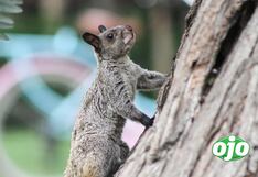 ¿Por qué Lima está llena de ardillas? Aquí te explicamos la razón