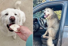 Perro escapa de casa, camina 8 kilómetros y espera 5 horas por su desayuno favorito