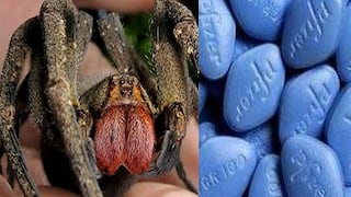 ​Científicos descubren que veneno de araña es mejor que el viagra