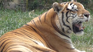 Tigre da positivo por coronavirus en zoológico de Nueva York 
