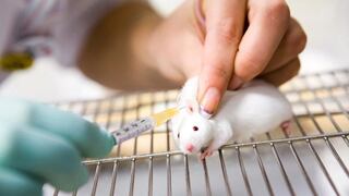 Logran eliminar el cáncer de páncreas en ratones por primera vez