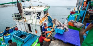 El Niño 2026 obliga al Perú a reforzar la protección de la biodiversidad marina, la pesca y el turismo