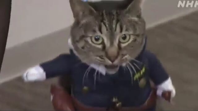 Una gata en Japón se convirtió por un día en jefa de policía luego de salvar una vida | VIDEO