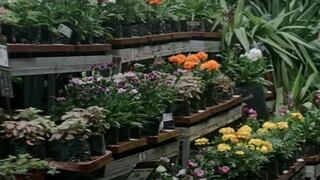 Jardinería: pasos claves para abonar las plantas