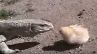 La pelea del siglo: mira el asombroso enfrentamiento de un pollito contra un lagarto (VIDEO)