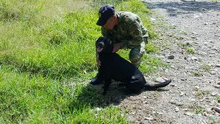 Colombia: Perro muere y salva a 30 soldados de caer en mina [FOTOS]  