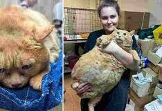 Gato gordo que llegó a los 17 kilos intenta fugar de clínica para adelgazar