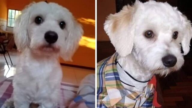 El caso de ‘Luno’, un perro que está retenido en un aeropuerto de España y podría ser sacrificado