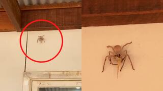 Araña de gran tamaño se come una lagartija trepada en lo alto de la pared de una casa