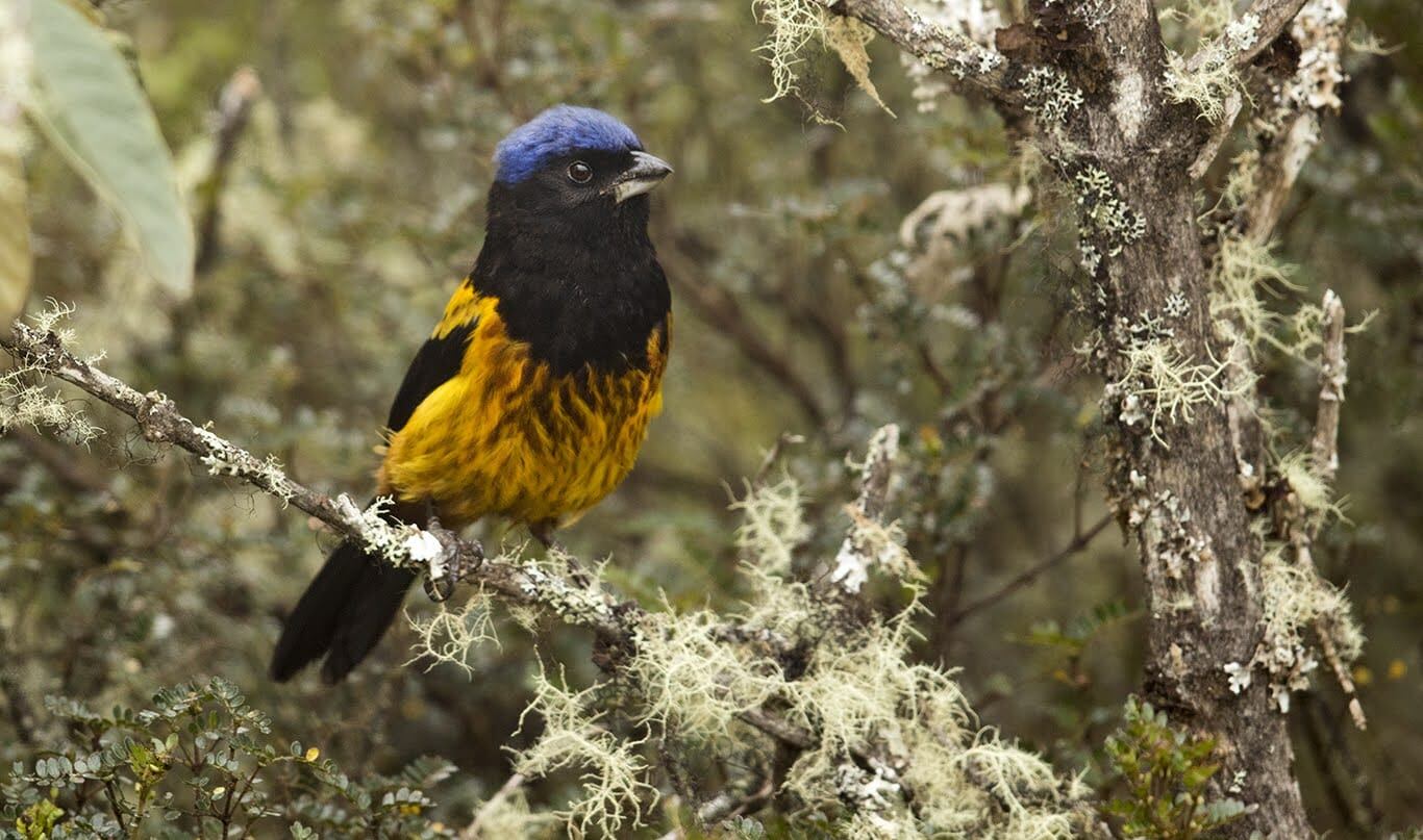 Concurso para proteger aves en extinción.