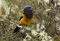 Lanzan concurso para proteger aves en extinción en biodiversidad del Perú