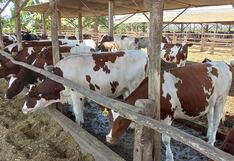 Motores con estiércol de vaca permitirán a naves volar al espacio exterior