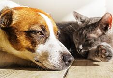 Sol y mascotas: Cómo evitar quemaduras y golpes de calor