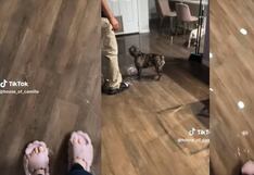 “Una refrescadita”: perritos inundan la casa de sus dueños y se vuelven virales