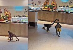 Monos cometen “atraco” bien sincronizado y se salen con la suya al llevarse botín