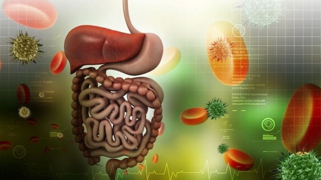La columna de Pérez Albela: El intestino es un regulador del estrógeno