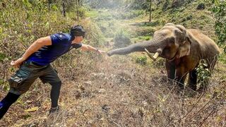 Elefante reconoce y saluda al veterinario que le salvó su vida hace 12 años | FOTO