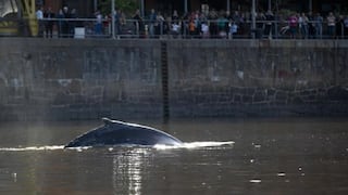 Orientan hacia aguas abiertas a una ballena varada en un dique