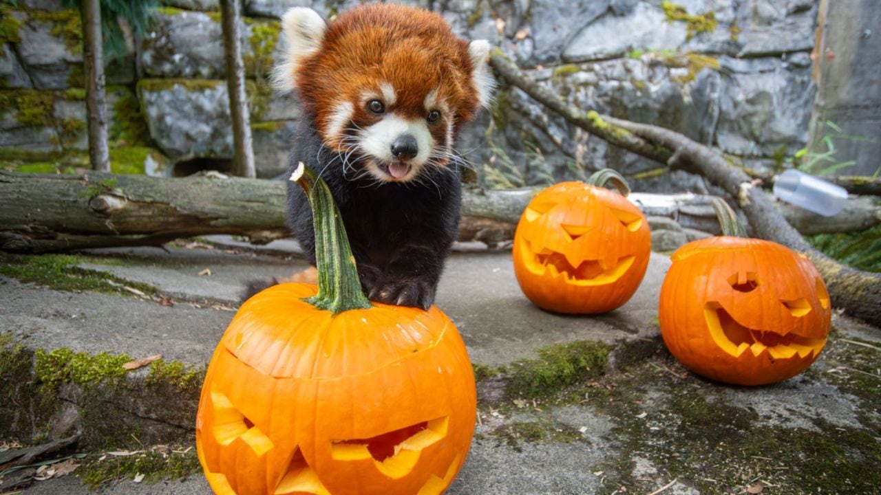 El panda rojo es la estrella del zoológico Pairi Daiza, en Brugelette, en Bélgica.