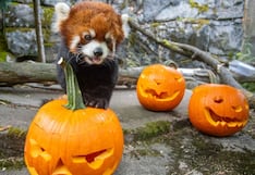 Panda rojo celebra Halloween con calabazas y es atracción en zoológico