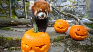 Panda rojo celebra Halloween con calabazas y es atracción en zoológico