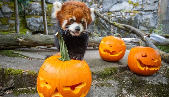 El panda rojo es la estrella del zoológico Pairi Daiza, en Brugelette, en Bélgica.