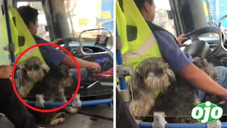 Conductor de microbús trabaja con sus mascotas y se vuelve viral