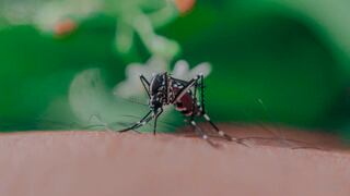 Regiones de Loreto y Ucayali presentaron rebrote de dengue 