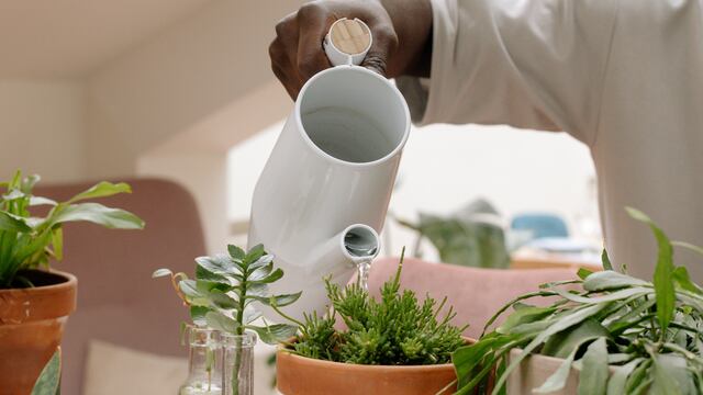 Descubre cuál es la hora perfecta para regar tus plantas